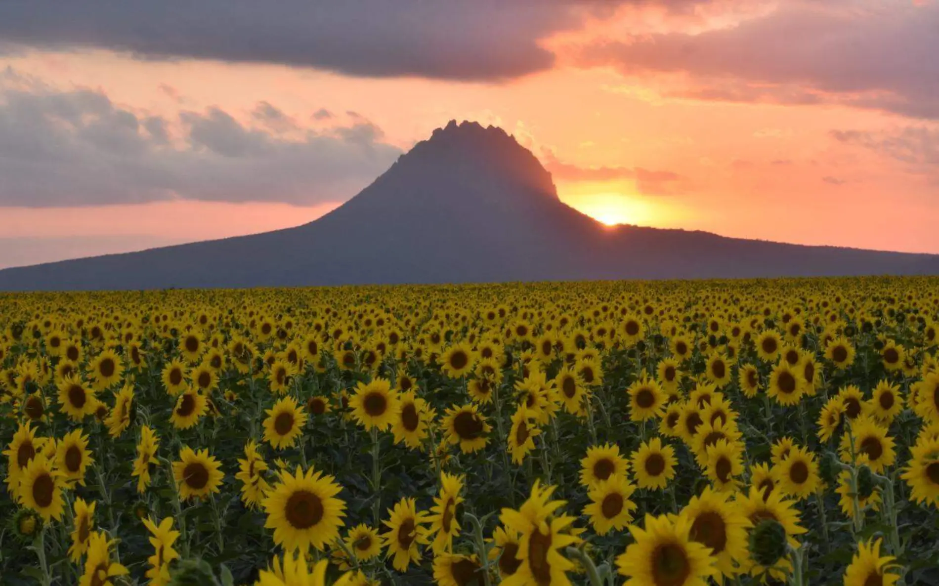 Están listos los campos de girsaoles de Tamaulipas 